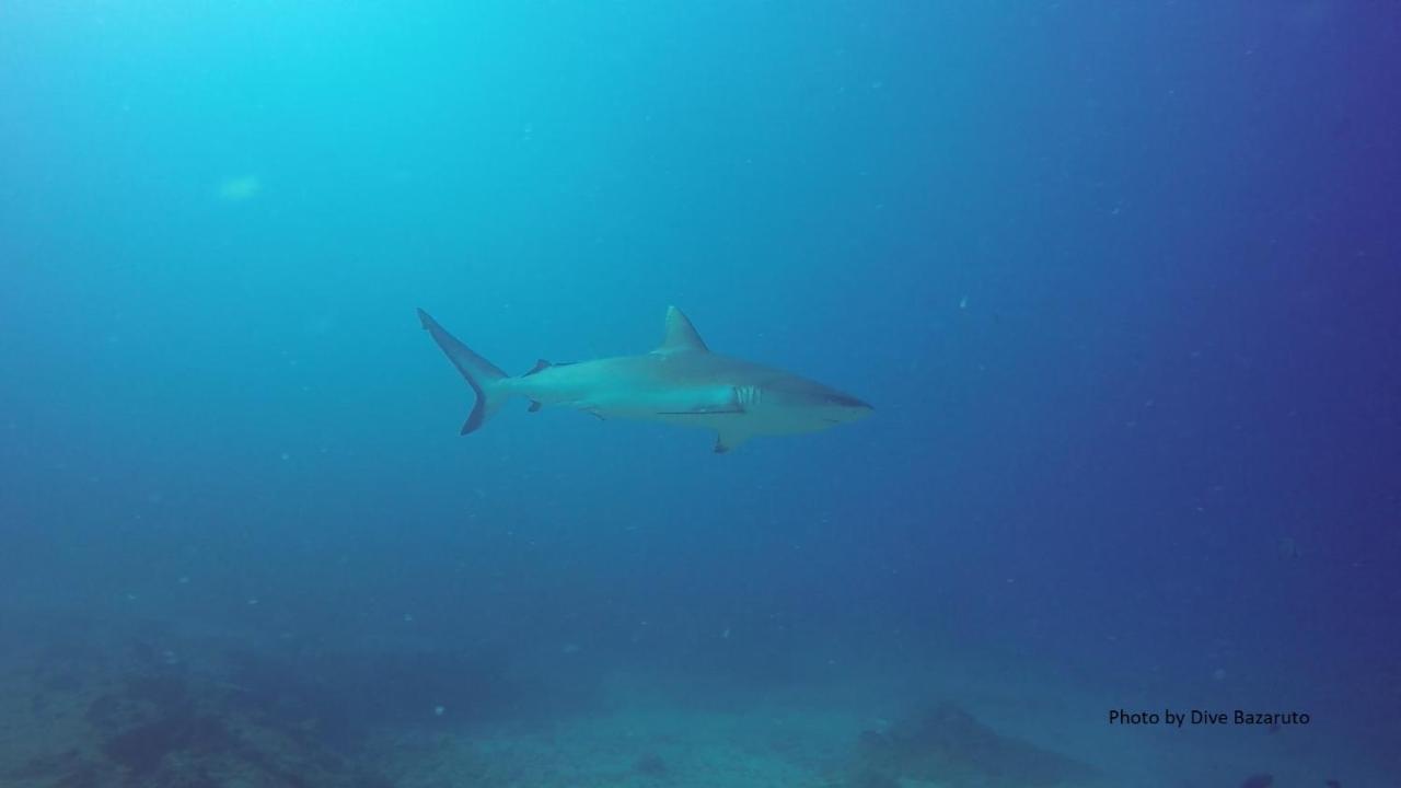 Dolphin Dhow Beach Safaris Vilankulo Exterior foto